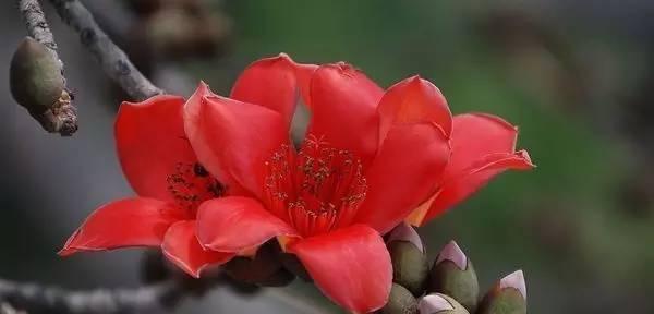 木棉花的象征意义及文化传承（以木棉花为媒介）