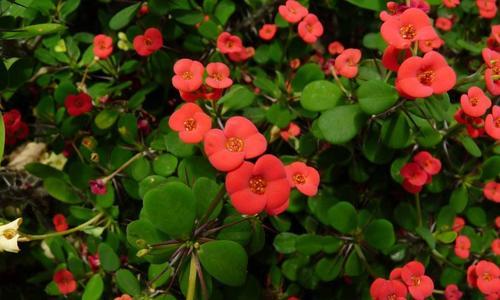 探究刺梅开花时间（了解刺梅花的花期和特点）