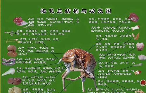 刺梅扦插的繁殖方法：技巧与时间