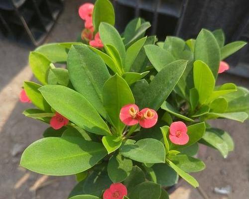 什么时候该给刺梅换盆（刺梅换盆的时间）