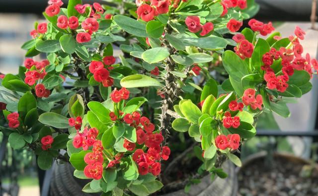 探秘刺梅的开花时间（几月份才能看到刺梅开花）