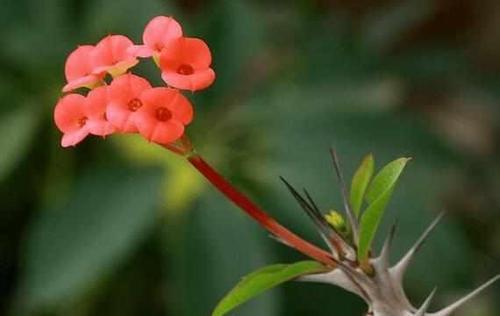 为什么刺梅不开花（探寻刺梅不开花的原因及解决方法）