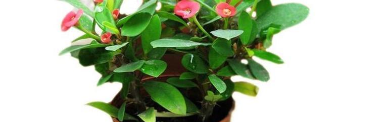 是喜阳还是喜阴（了解植物的光照喜好）
