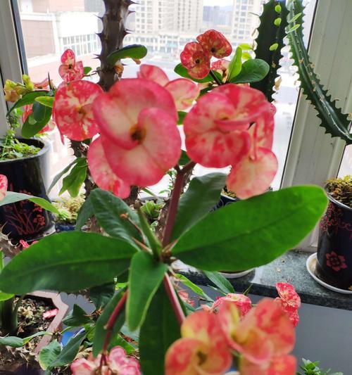 刺梅一年四季开花的奇观（探索刺梅花的成长之谜）