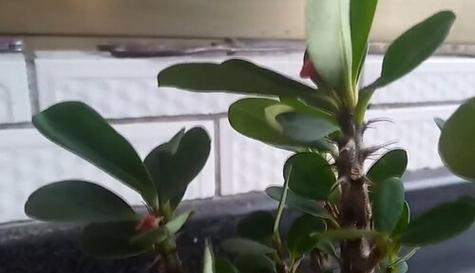 如何正确修剪刺梅（方法和注意事项）