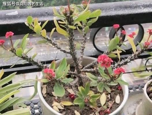 如何正确修剪刺梅（步步为营）