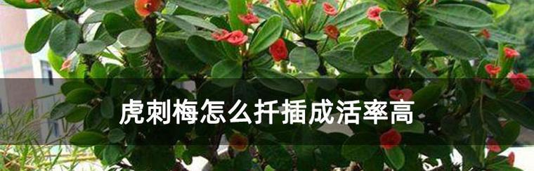 如何正确修剪刺梅（步步为营）