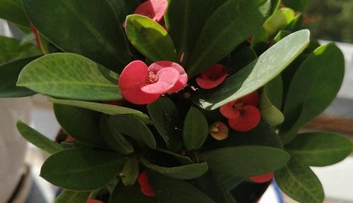 刺梅开花全攻略（让刺梅在家也能如此灿烂）