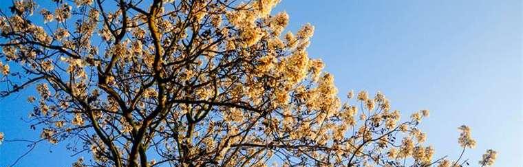 泡桐花的花语与寓意——美丽绽放的象征（泡桐花的五种花语及它们的背后含义）
