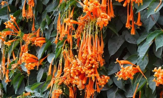 炮仗花花语（火树银花映夜空）