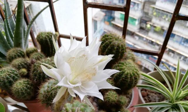 刺球开花的寓意（解读刺球开花的象征与意义）