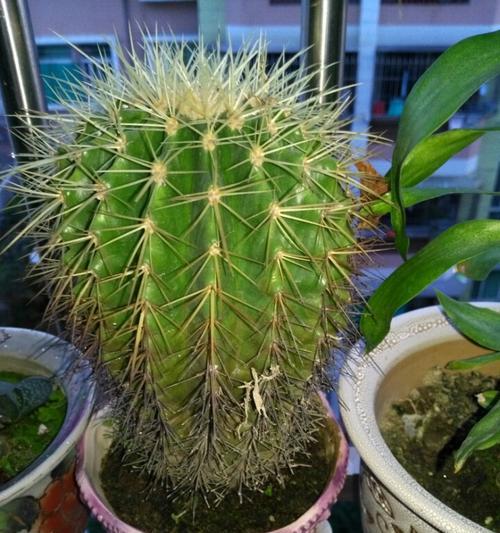 刺球开花的寓意（解读刺球开花的象征与意义）