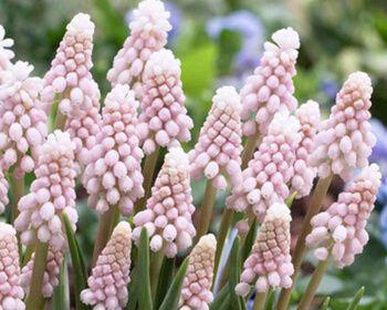 葡萄风信子花语的奥秘（揭开葡萄风信子花语的真正含义）