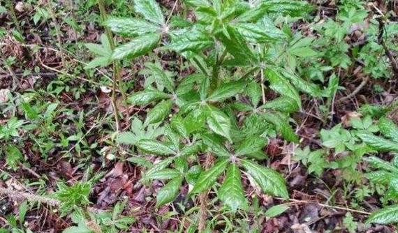 探秘刺五加——一种珍贵的中药材（解析刺五加的植物类别）
