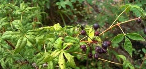 刺五加种植条件详解（适合什么地方种植）