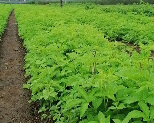 刺五加种植条件详解（适合什么地方种植）