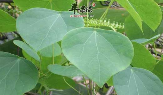 竹笋——营养丰富的佳品（一种天然的保健食品）