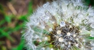 蒲公英花语浅析（揭开蒲公英花语的真正含义）