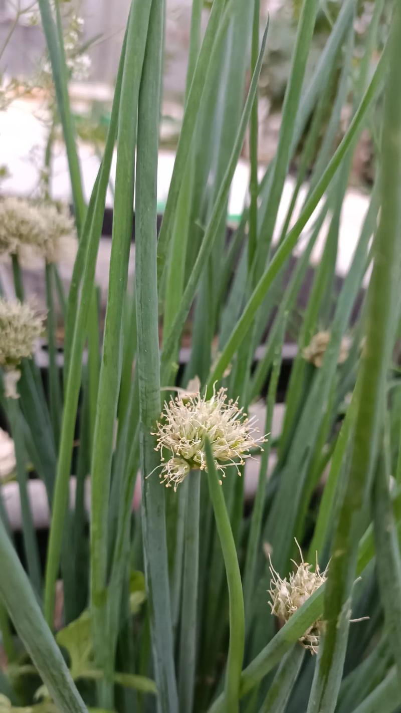 开花的葱（揭秘葱花开放的奥秘）