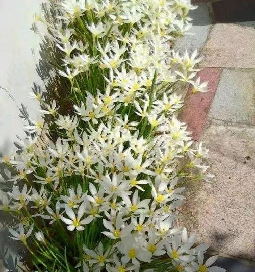 葱开花的寓意与预兆（探究葱花的神秘世界）