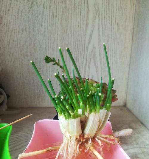 葱的水培养殖方法与注意事项（让你轻松掌握水培葱的技巧）