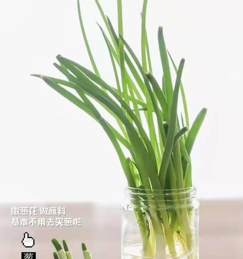 葱的水培养殖方法与注意事项（让你轻松掌握水培葱的技巧）