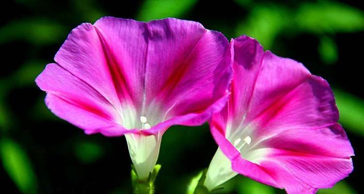 牵牛花的花语与意义（探寻牵牛花的深层寓意）
