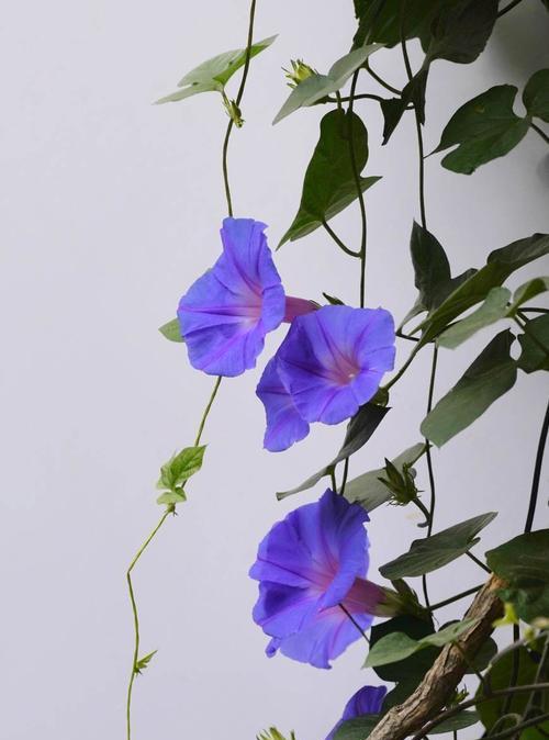 牵牛花的花语及寓意（美丽绽放的牵牛花）