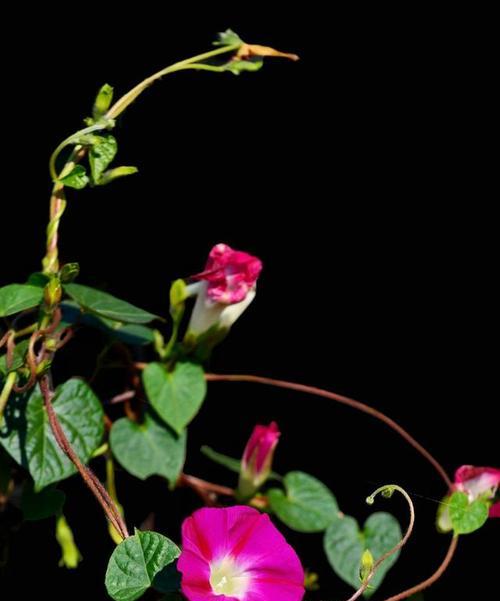 牵牛花的花语及寓意（美丽绽放的牵牛花）