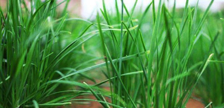 种植葱苗，如何施肥才最好（葱苗肥料种类及使用技巧详解）
