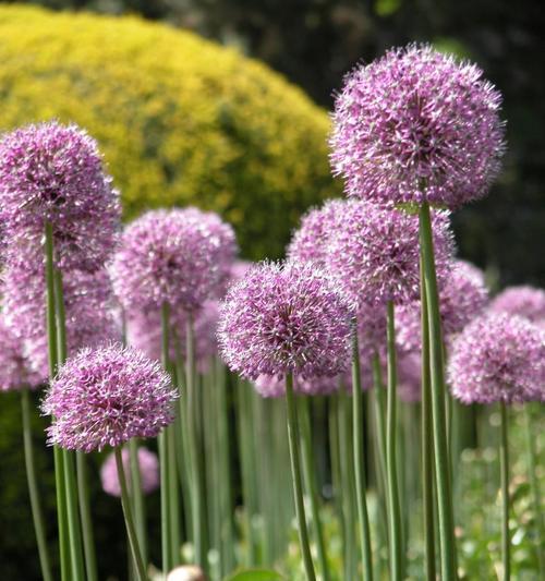 葱是被子植物，生长习性与特点全解析（从生长环境到营养价值）