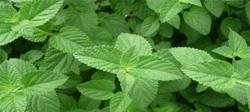 大葱——单子叶植物中的佼佼者（探究大葱的单子叶特征与优势）