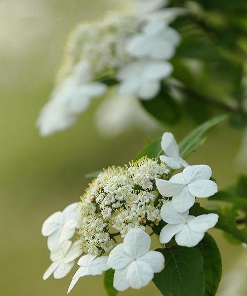 以琼花花语的意义与传承（解读以琼花花语）