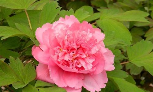 秋牡丹花语之美丽坚韧（秋牡丹的花语与代表含义）