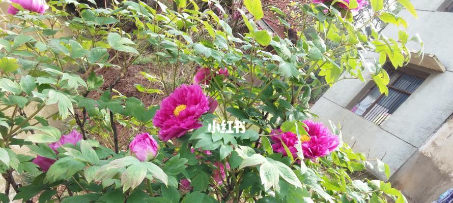 秋牡丹花语之美丽坚韧（秋牡丹的花语与代表含义）