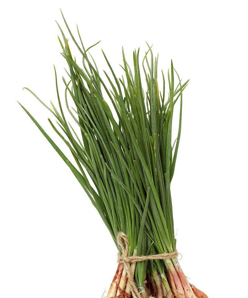 葱的养护（葱的种植技巧和浇水要点）