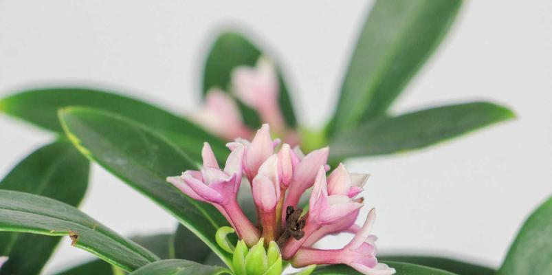 瑞香花语的奥秘（揭开瑞香花语的神秘面纱）
