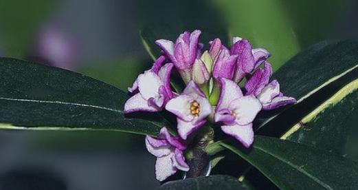 瑞香花的花语及其意义（探寻瑞香花所传递的情感与寓意）