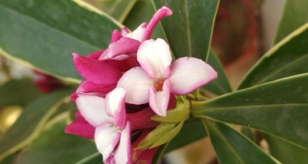 瑞香花的花语及其意义（探寻瑞香花所传递的情感与寓意）