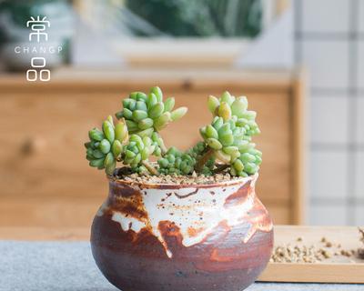 粗陶花盆的种植指南（选择合适的花种）