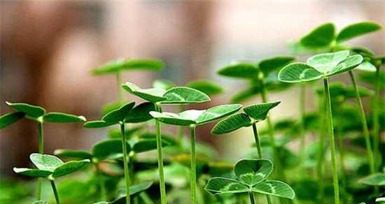 三叶草的花语与吉祥寓意（以幸运之花破解三叶谜团）