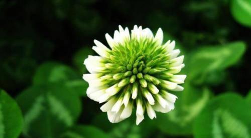 三叶草的花语与吉祥寓意（以幸运之花破解三叶谜团）