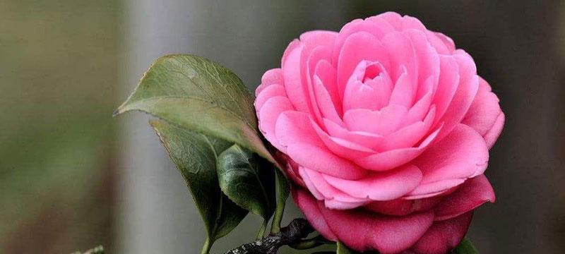 山茶花花语及其代表意义（美丽绽放的山茶花）