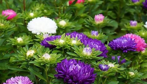翠菊花期探秘（一朵小小花）