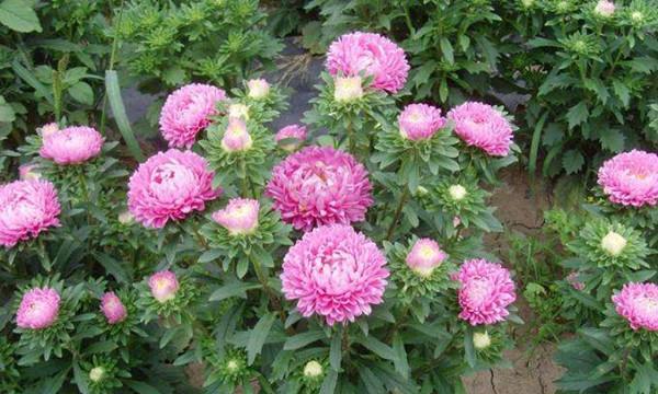 翠菊种子的种植方法（打造漂亮的翠菊花园）