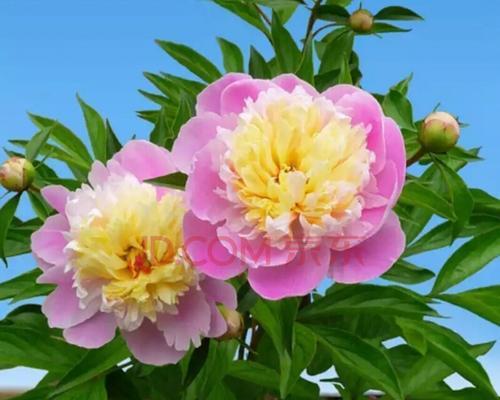 芍药花的寓意与象征意义（探索芍药花在文化中的隐含意义与象征）