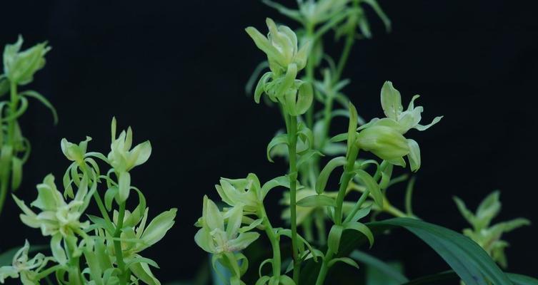 翠兰，一个易养美丽的植物（从养殖方法到养护要点）