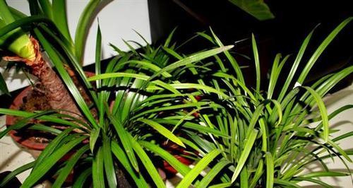 翠兰，一个易养美丽的植物（从养殖方法到养护要点）