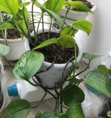室内绿植翠兰的毒性和养护技巧（如何正确鉴别翠兰的毒性并安全养护）