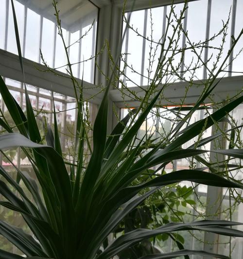 室内绿植翠兰的毒性和养护技巧（如何正确鉴别翠兰的毒性并安全养护）